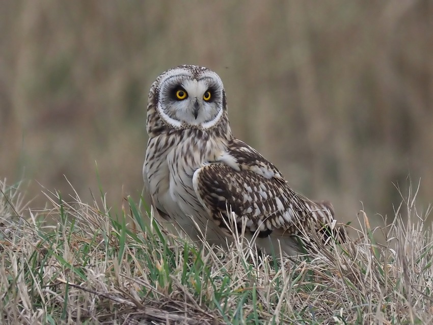 Gufo di Palude ( Asio flammeus )